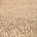Golden wheat field - harvest time Royalty Free Stock Photo