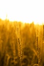 Photo of golden wheat fields Royalty Free Stock Photo