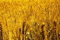 Photo of golden wheat fields Royalty Free Stock Photo
