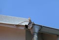 Goldfinch sitting on the metal rain gutter