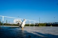 Photo of a goose spreading it`s wings