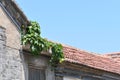 grapes growing on the roof of a traditional Chinese style building