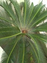 Photo graphes of greenery in my balcony of my house Royalty Free Stock Photo