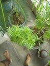 Photo graphes of greenery in my balcony of my house Royalty Free Stock Photo