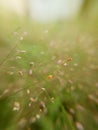 a photo of grass blowing in the wind Royalty Free Stock Photo