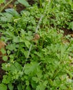 This is a photo of grass that really bothers farmers Royalty Free Stock Photo