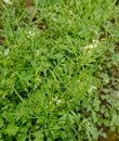 This is a photo of grass that really bothers farmers Royalty Free Stock Photo