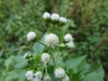 grassflower Royalty Free Stock Photo