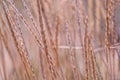 Spikelets or some cereals in the wind Royalty Free Stock Photo