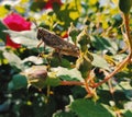 this is a photo of a grasshopper Royalty Free Stock Photo