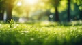 Grassy Field With Trees