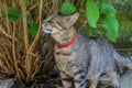 Photo of a gray and brown cat with yellow eyes Royalty Free Stock Photo