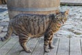 Photo of a gray and brown cat with yellow eyes Royalty Free Stock Photo