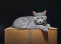 Photo of a gray cat relaxing on a cardboard box