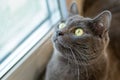 Gray cat on the windowsill looks out the window in surprise Royalty Free Stock Photo