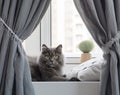 photo of a gray cat lying on the windowsill, next to a gray pillow, flower, gray curtains