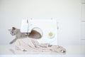 photo of a gray kitten playing near a white sewing machine Royalty Free Stock Photo