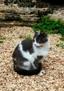 Photo of a gray and white cat looking intently to the side Royalty Free Stock Photo