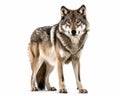 photo of gray wolf isolated on white background. Generative AI Royalty Free Stock Photo