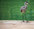 Great Blue Heron on dock Royalty Free Stock Photo