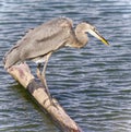 Picture with a great blue heron drinking water Royalty Free Stock Photo