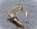 Photo of a great blue heron drinking water Royalty Free Stock Photo