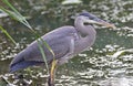 Photo of a great blue heron standing in the mud Royalty Free Stock Photo