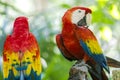 Photo of great colorful plumage of a pair of red macaw posing, also known as red parrot belonging to the ara macao family and is a Royalty Free Stock Photo