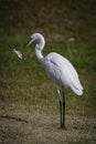 A Great Egret just Caught a Fish Royalty Free Stock Photo