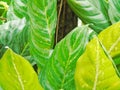 photo of green aglonema sundrop