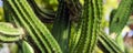 Green background by plump stems and spiky spines of Cereus Peruvianus cactus Royalty Free Stock Photo