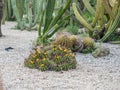 Cacti Royalty Free Stock Photo