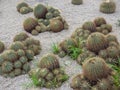 Cacti Royalty Free Stock Photo