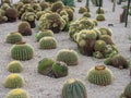 Cacti Royalty Free Stock Photo