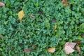 Photo of a green clover with dew drops. Royalty Free Stock Photo