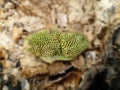 photo of green dwarf mushroom with unique veins, good for decoration