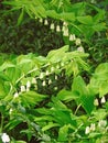 polygonatum solomans seal flowering plant green border plants background summer