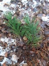 Green pine branch on the first snow and fallen leaves Royalty Free Stock Photo