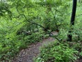 Green Forest and Path on a Rainy Day in April in Spring