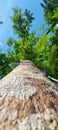 Photo of a green and fresh petai tree