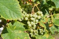 Green grapes ripen on a branch of a vine