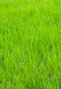 Photo of green grass texture in garden