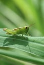 Photo of green grasshopper. Its latin name is Caelifera orthoptera.