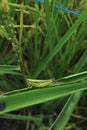 Photo of green grasshopper. Its latin name is Caelifera orthoptera.