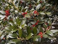 Green Holly Bush and Red Berries Royalty Free Stock Photo