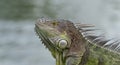 photo of green iguana lizard. iguana lizard reptile. iguana lizard in wildlife. iguana lizard Royalty Free Stock Photo