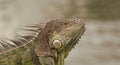 photo of green iguana lizard. iguana lizard reptile. iguana lizard in wildlife. iguana lizard Royalty Free Stock Photo