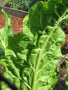 Kale Leaf Ready for Harvest