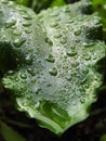 Vibrant dark green leaf with water droplets