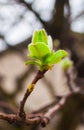 Green leafs and branch Royalty Free Stock Photo
